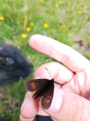 Erebia pharte