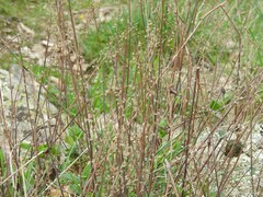 Teucrium scorodonia