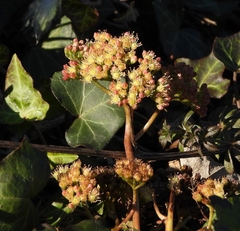 Hylotelephium maximum