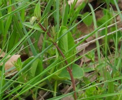 Aristolochia paucinervis
