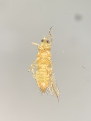 Thripinae