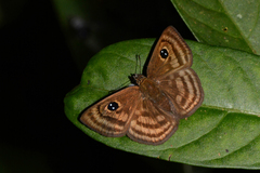 Cyclosemia