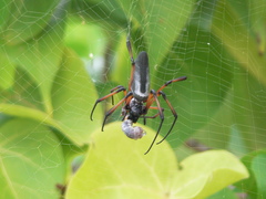 Trichonephila inaurata