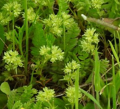 Ornithopus compressus