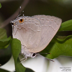 Strephonota tephraeus
