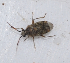 Eurystylus bellevoyei