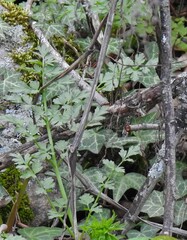 Physospermum cornubiense