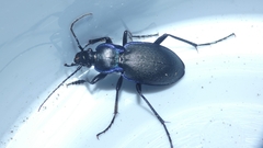 Carabus amplipennis