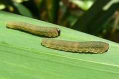 Rhadinoceraea micans