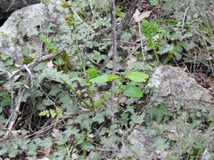 Physospermum cornubiense