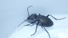 Carabus amplipennis