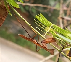 Hierodula membranacea