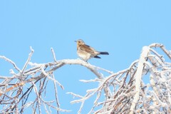 Turdus pilaris