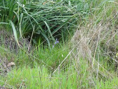 Asphodelus albus