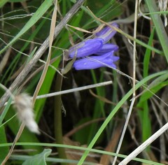 Hyacinthoides hispanica