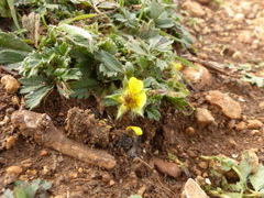 Potentilla verna