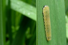 Rhadinoceraea micans