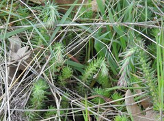 Petrosedum forsterianum