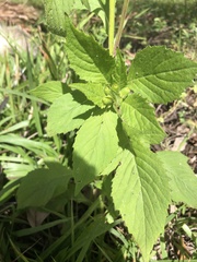 Crassocephalum crepidioides