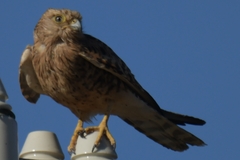 Falco rupicoloides