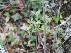 Salix salviifolia
