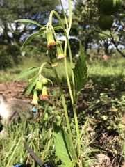 Crassocephalum crepidioides