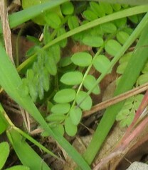 Ornithopus perpusillus