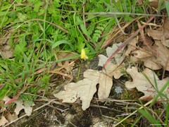 Ornithopus perpusillus