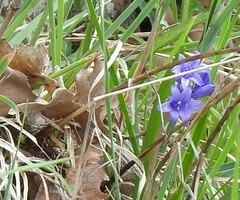 Hyacinthoides hispanica