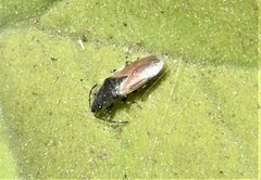 Oxycarenus