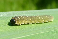 Rhadinoceraea micans