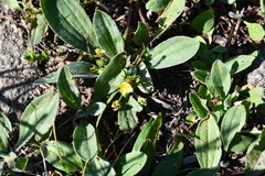 Plantago camtschatica