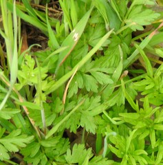 Chaerophyllum nodosum