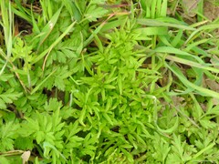 Chaerophyllum nodosum