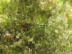 Erica arborea