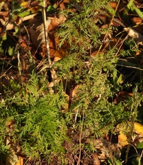 Artemisia annua