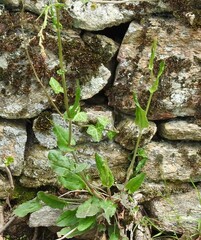 Rumex acetosa
