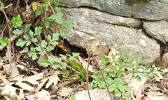 Chaerophyllum nodosum