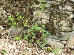 Chaerophyllum nodosum