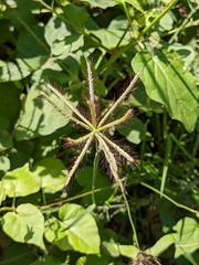 Cynodonteae