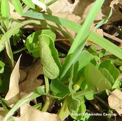 Aristolochia paucinervis