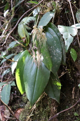 Pleurothallis phalangifera
