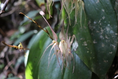 Pleurothallis phalangifera