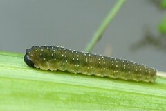 Rhadinoceraea micans