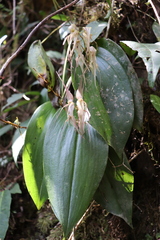 Pleurothallis phalangifera