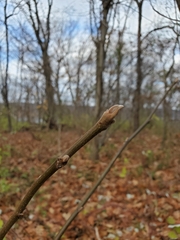 Juglans