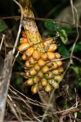 Amorphophallus