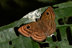 Cyclosemia