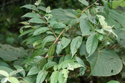 Image of Getonia floribunda by (c) deepachandran, some rights reserved (CC BY-SA)