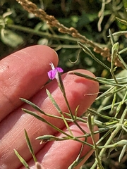 Dicliptera paniculata